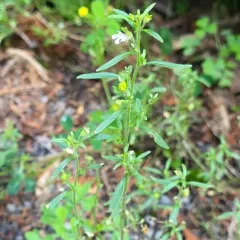 dwarf snapdragon thumbnail 4