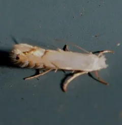 Phyllonorycter clemensella thumbnail 4