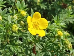 shrubby cinquefoil thumbnail 4