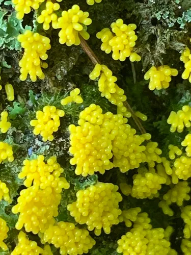 Paradiachea cylindrica