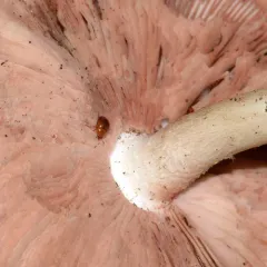 Pale Sap Beetle thumbnail 4