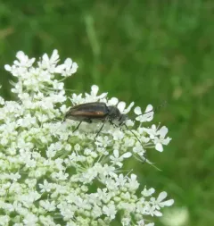 Short Long-horned Beetle thumbnail 3