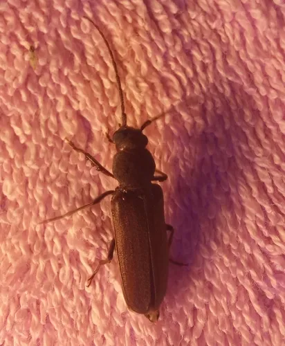Arhopalus obsoletus