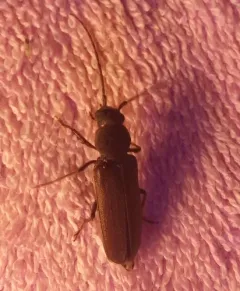 Arhopalus obsoletus thumbnail 1