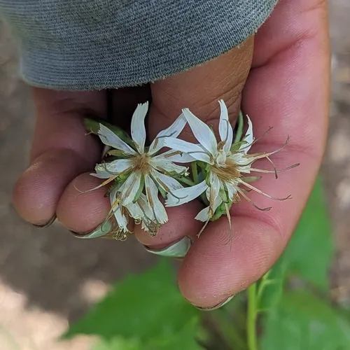 western rattlesnake root