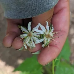 western rattlesnake root thumbnail 1