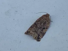 Pine Tortrix thumbnail 4