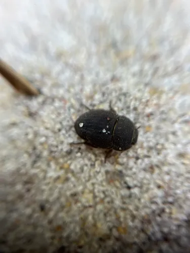 Ephalus latimanus