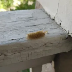 Sycamore Tussock Moth thumbnail 3