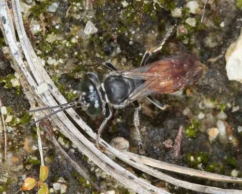 Tachytes parvus