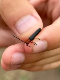 Sumac Stem Borer thumbnail 2