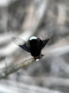 White-faced bee fly thumbnail 3