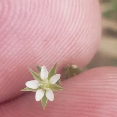 Thyme-leaved Sandwort thumbnail 4