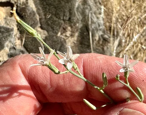 Small Wirelettuce