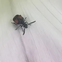 Red Megacerus thumbnail 2