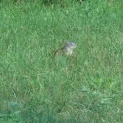 Franklin's Ground Squirrel thumbnail 3