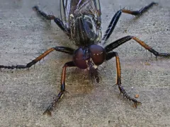 Neoitamus brevicomus thumbnail 3