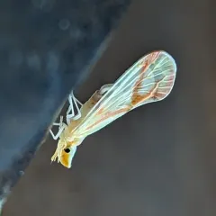 Otiocerus coquebertii thumbnail 3