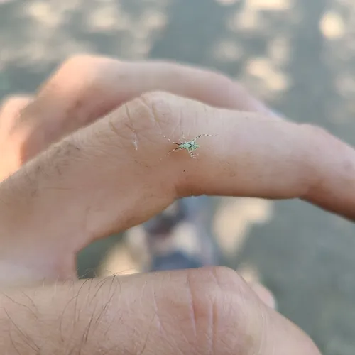 lime plant bug