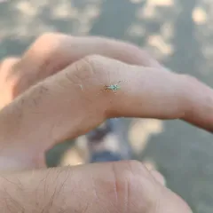 lime plant bug thumbnail 1