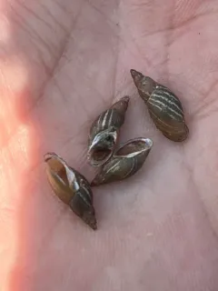 Flat-whorled Pond Snail thumbnail 3