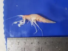 Eusirus holmii thumbnail 2