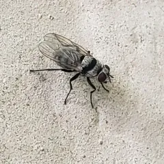 Root Maggot Fly thumbnail 2