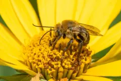 Black-legged Longhorn bee thumbnail 2