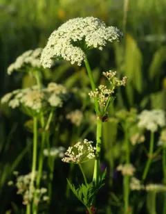 Canby's Wild Lovage thumbnail 4