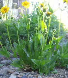 hairy arnica thumbnail 3