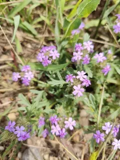 Dakota mock vervain thumbnail 4