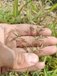 stinkgrass thumbnail 4