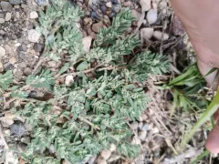 Slimseed Sandmat thumbnail 4