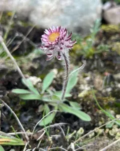 One-flower Fleabane thumbnail 2