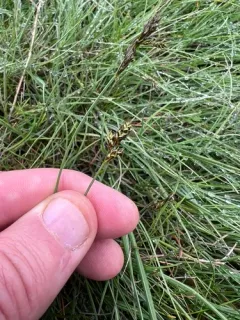 Weak-cluster Sedge thumbnail 3