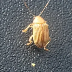 Grape Colaspis thumbnail 4