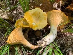 Cantharellus deceptivus thumbnail 2