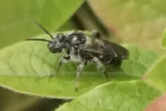 Macropis Cuckoo Bee thumbnail 3