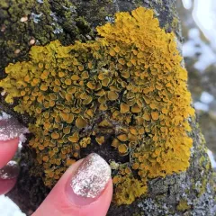 Common Sunburst Lichen thumbnail 4