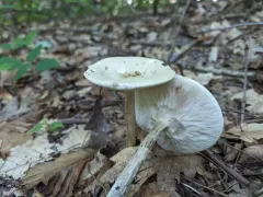 yellowish-white melanoleuca thumbnail 2