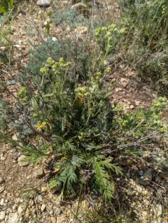 Coast cinquefoil thumbnail 4