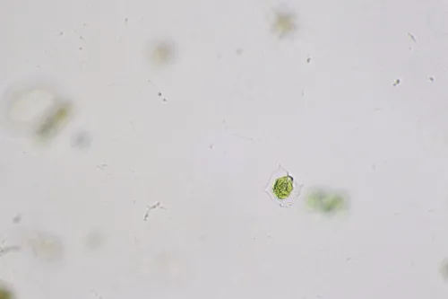 Pteromonas aculeata