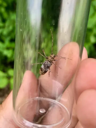 Oak Branch Borer