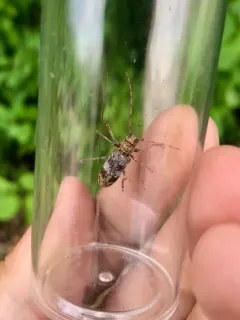 Oak Branch Borer thumbnail 1