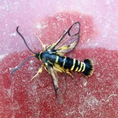 Sequoia Pitch Moth thumbnail 3