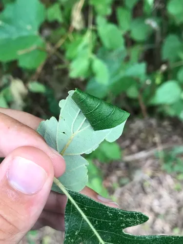 Dogwood Conical Leafroller Moth