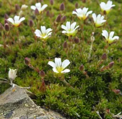 alpine sandwort thumbnail 3