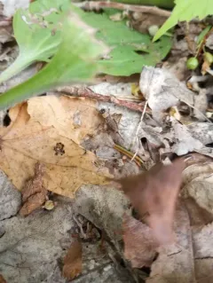 Wood Cricket thumbnail 2