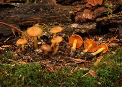 Cortinarius zakii thumbnail 2
