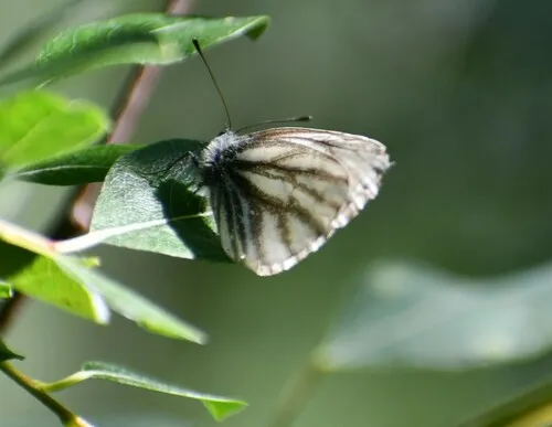 Arctic White